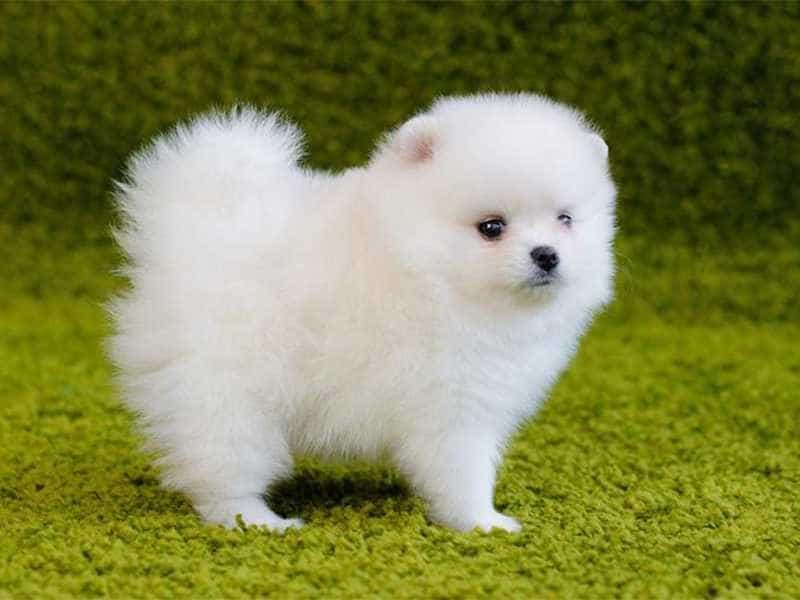 4. Chó Pomeranian: Hay còn gọi là chó Phốc sóc, được biết đến với kích thước nhỏ, bộ lông mềm mại và tính cách thân thiện.
