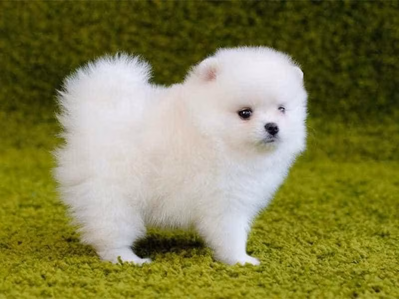 4. Chó Pomeranian: Hay còn gọi là chó Phốc sóc, được biết đến với kích thước nhỏ, bộ lông mềm mại và tính cách thân thiện.