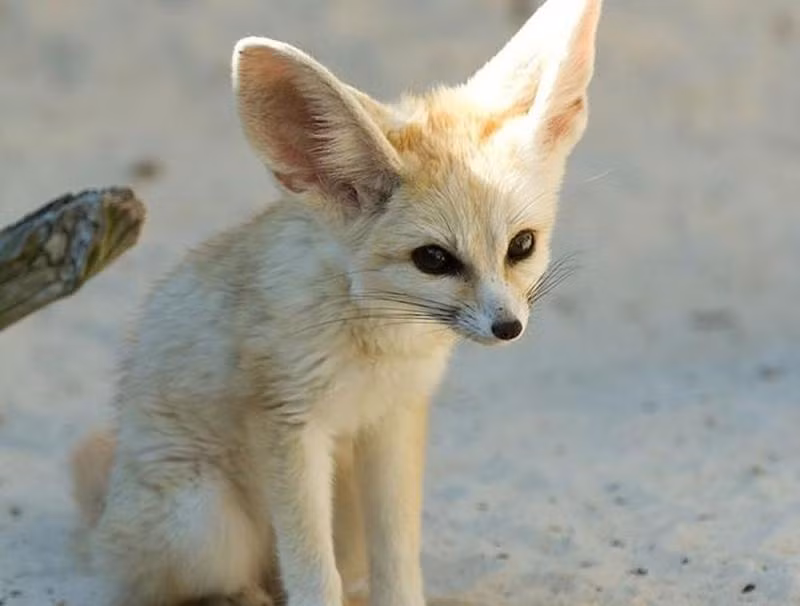 2. Cáo Fennec: Loài cáo nhỏ nhất trong họ chó, với đôi tai lớn giúp giảm nhiệt và tạo điểm nhận biết dễ thương.