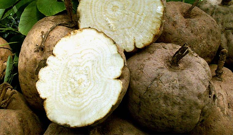 Rễ sắn dây do Huang Shunbao đào ra không chỉ có kích thước khổng lồ mà còn có chất lượng cao, điều này khiến các doanh nhân đổ xô đi mua.