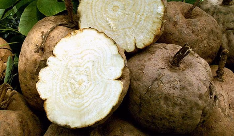 Rễ sắn dây do Huang Shunbao đào ra không chỉ có kích thước khổng lồ mà còn có chất lượng cao, điều này khiến các doanh nhân đổ xô đi mua.