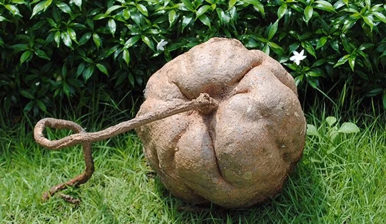 Sau nhiều giờ đào bới, một cây sắn dây khổng lồ dần xuất hiện trước mặt họ, khiến dân làng ngạc nhiên với kích thước và hình dạng hiếm có trên thế giới.