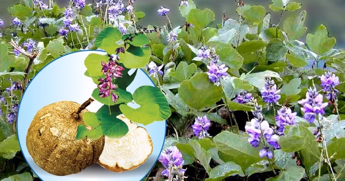 Huang Shunbao cho biết vận may bất ngờ này khiến anh hiểu sâu sắc nguyên tắc làm việc chăm chỉ và làm giàu, đồng thời cũng khiến anh tràn đầy niềm tin vào tương lai.