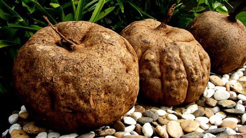 Cuối cùng, một ông chủ đến từ Quảng Đông đã mua "báu vật"trời ban này với giá 2,3 tỷ đồng.