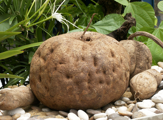 Sau khi dọn sân, Huang Shunbao phát hiện một chiếc lá độc nhất vô nhị, và dựa vào ký ức tuổi thơ, ông nhận ra có thể có một gốc cây sắn dây khổng lồ chôn dưới đó.