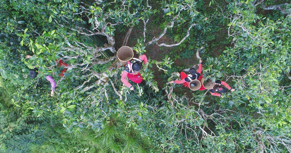 Điều này làm tăng giá trị của loại trà này lên mức cao chưa từng có.