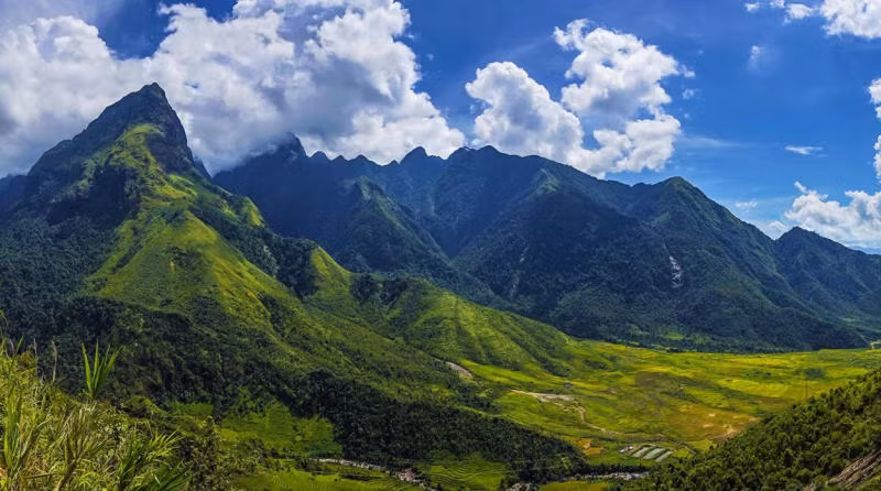 Trên dãy núi Hoàng Liên Sơn, ở độ cao khoảng 2.400-2.700m, có một loài cây chè cổ thụ độc đáo, có tên là Bạch Long, được coi là bảo vật của Việt Nam.