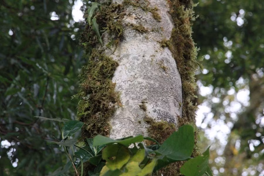 Loại trà Bạch Long từ cây chè này được coi là đắt nhất Việt Nam, có giá lên tới 680 triệu đồng/kg.