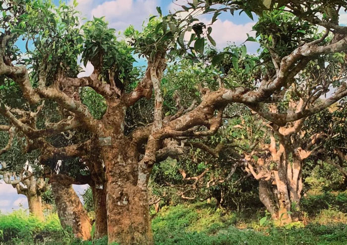 Cần có những biện pháp cụ thể để bảo tồn và phát triển loài cây này, đồng thời tận dụng tối đa tài nguyên di sản quý giá mà thiên nhiên đã ban tặng.