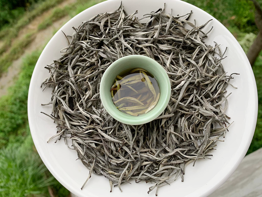 Mỗi năm, người nông dân chỉ có thể thu hoạch được 2-3kg trà sau khi hái hết búp chè từ khoảng 30 cây chè.