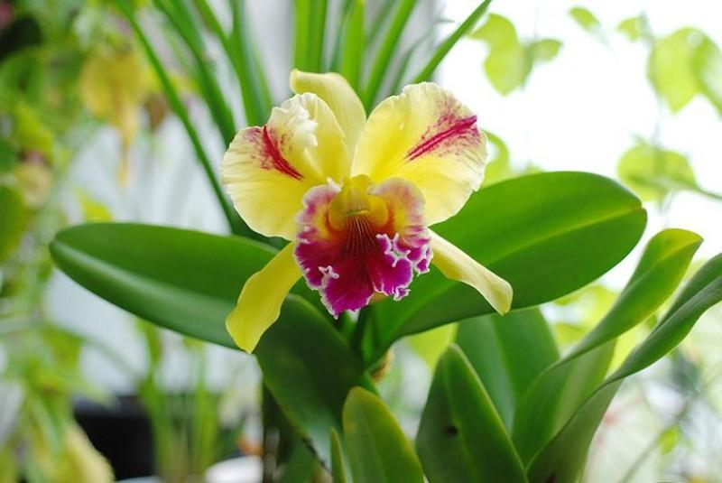 1. Hoa Nongke Thâm Quyến (Shenzhen Nongke Orchid): Được tạo ra từ phòng thí nghiệm ở Thâm Quyến, Trung Quốc. Là một trong những loài hoa đắt đỏ nhất thế giới, Shenzhen Nongke Orchid đẹp và hoàn hảo về màu sắc và hình dáng. Khó trồng, thời gian nở hoa dài và chỉ những cây hoa đẹp nhất mới được bán ra thị trường.