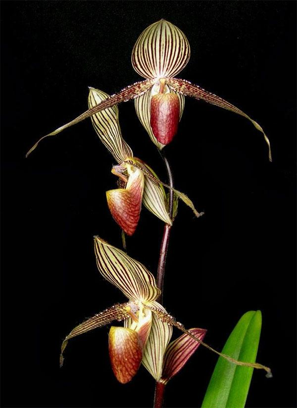 2. Hoa lan Gold of Kinabalu: Còn gọi là lan Rothschild. Rất quý hiếm, chỉ có ở vườn quốc gia Kinabalu ở Malaysia. Nở một lần mỗi 15 năm, được xem là "Vàng của Kinabalu". Giá cao, từ 6.000$ trở lên cho một nhánh.