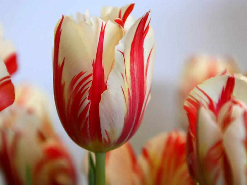 6. Hoa tulip thế kỷ 17: Đặc biệt từ Hà Lan, trở thành biểu tượng du lịch của đất nước này. Có giá gần 130 triệu đồng/bó.