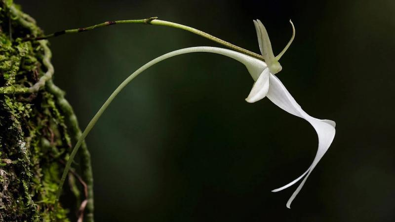 8. Hoa phong lan ma: Một trong những loài phong lan hiếm nhất trên thế giới. Sở hữu tên gọi rợn người, phong lan ma mang đặc điểm kỳ quái, sống ở vùng nhiệt đới, khó nhận diện và khó trồng.