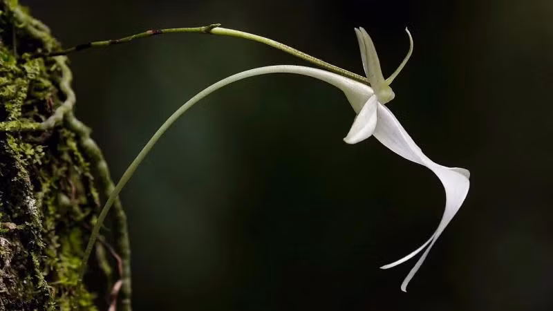 8. Hoa phong lan ma: Một trong những loài phong lan hiếm nhất trên thế giới. Sở hữu tên gọi rợn người, phong lan ma mang đặc điểm kỳ quái, sống ở vùng nhiệt đới, khó nhận diện và khó trồng.