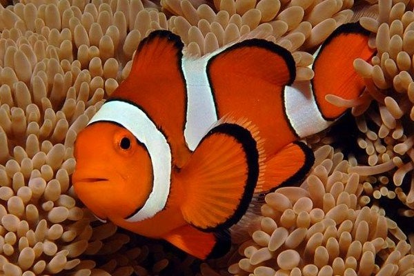3. Cá hề (Clownfish): Cả con đực và con cái đều có khả năng sinh sản. Chúng có thể thay đổi giới tính tùy thuộc vào điều kiện môi trường.