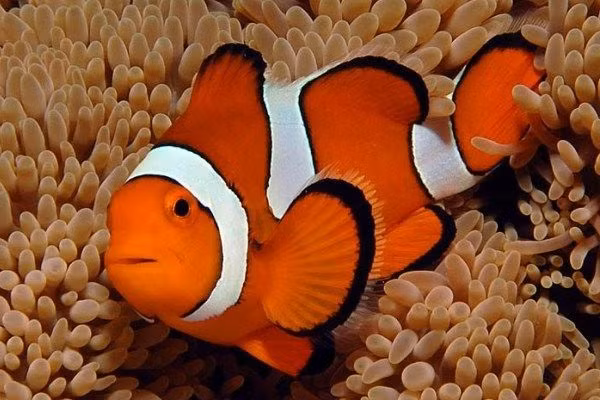 3. Cá hề (Clownfish): Cả con đực và con cái đều có khả năng sinh sản. Chúng có thể thay đổi giới tính tùy thuộc vào điều kiện môi trường.