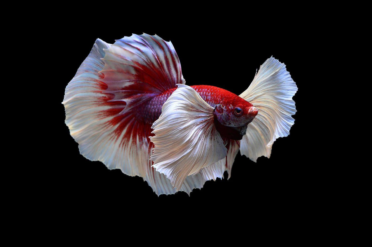 4. Cá xiêm (Betta splendens): Loài cá này được biết đến với khả năng đổi màu theo môi trường sống và có trí thông minh. Chúng có thể được dạy để thực hiện các hành động như bơi theo ngón tay.