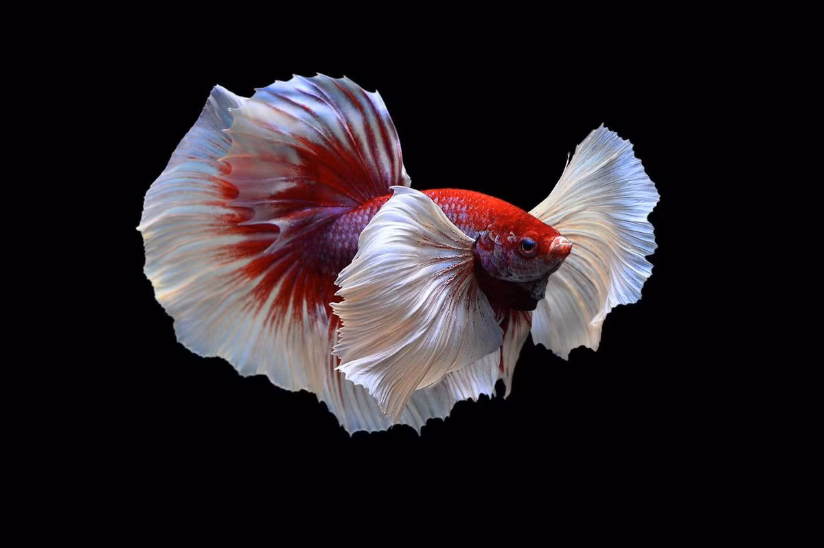 4. Cá xiêm (Betta splendens): Loài cá này được biết đến với khả năng đổi màu theo môi trường sống và có trí thông minh. Chúng có thể được dạy để thực hiện các hành động như bơi theo ngón tay.