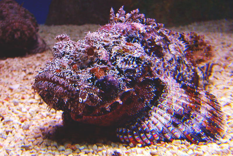 6. Cá mặt quỷ (Verrucosa): Thường được tìm thấy dưới rặng san hô ở Úc, loài này có nọc độc trên lưng và sử dụng kỹ thuật ẩn mình để săn mồi.