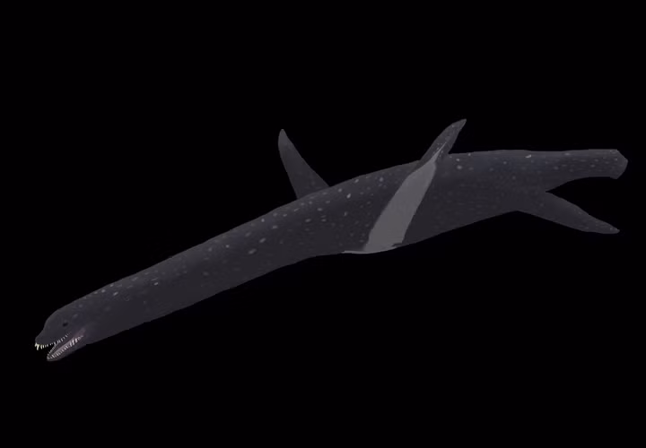 Hài cốt hóa thạch của loài này có niên đại khoảng 67 triệu năm, được phát hiện đầu tiên vào năm 2018 từ Hệ tầng López de Bertodano. Các nhà khoa học đã phải đối mặt với nhiều khó khăn trong việc khai quật và phân tích, nhưng cuối cùng họ đã tiết lộ bí mật về loài này.