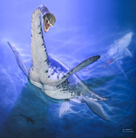 Đây là phát hiện mới nhất về loài động vật sống ở vùng biển này, mở ra cái nhìn mới về sự đa dạng của loài rắn đầu rồng ở Nam Cực. Trưởng nhóm nghiên cứu, Alexandria Koerner, từ trường Đại học Liên bang Rio de Janeiro, cho biết hóa thạch "quái vật biển" mới phát hiện có chiều dài khoảng 6 đến 7 mét. Tuy nhiên, loài này chưa được xác định chính xác thuộc chủng loại nào.