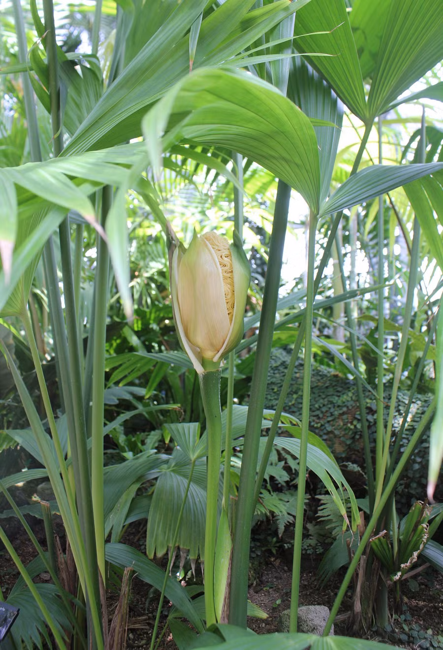 Toquilla thuộc họ cọ, sống ở vùng nhiệt đới châu Mỹ và thường được tìm thấy ở Ecuador.