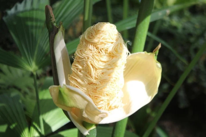 Trong ảnh là một bông hoa của cây toquilla. Trông nó ngon lành hệt như một gói mỳ tôm vừa được bóc