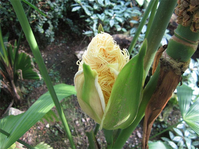 Cây có lá hình quạt, với các lá lớn màu xanh có phiến lá xẻ sâu gần như tận gốc.