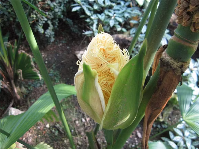 Cây có lá hình quạt, với các lá lớn màu xanh có phiến lá xẻ sâu gần như tận gốc.