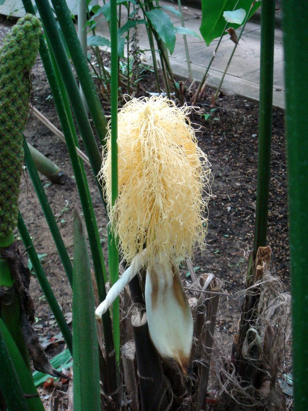 Đến khi hoa nở, các sợ bung ra, trông chẳng khác nào mỳ tôm đã được đổ nước sôi, rất đặc sắc, thú vị.