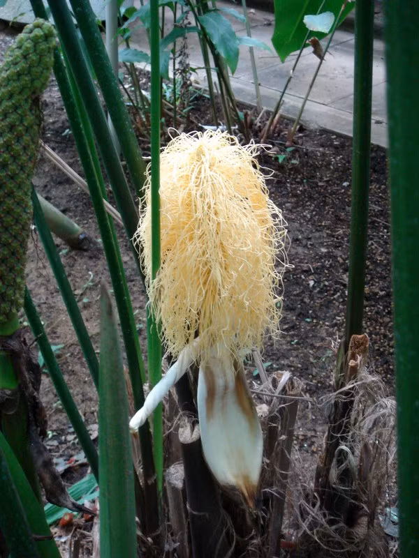 Đến khi hoa nở, các sợ bung ra, trông chẳng khác nào mỳ tôm đã được đổ nước sôi, rất đặc sắc, thú vị.