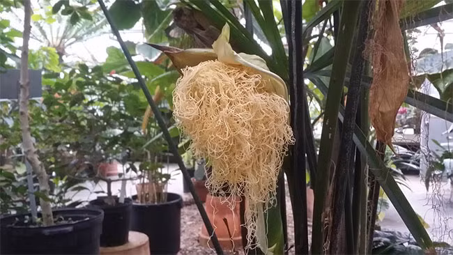 Hoa mọc thành chùm, được hình thành từ 5 bông hoa, trong đó có hoa cái và hoa đực.