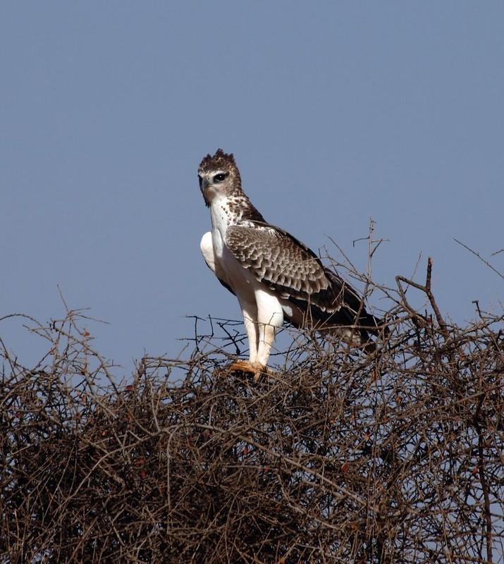 6. Đại bàng Martial, là một trong những loài đại bàng lớn nhất hành tinh, sinh sống chủ yếu ở sa mạc Sahara. Chúng là một trong những loài chim ăn thịt mạnh nhất thế giới, nếu trong tình trạng khỏe mạnh chúng không có kẻ thù tự nhiên.