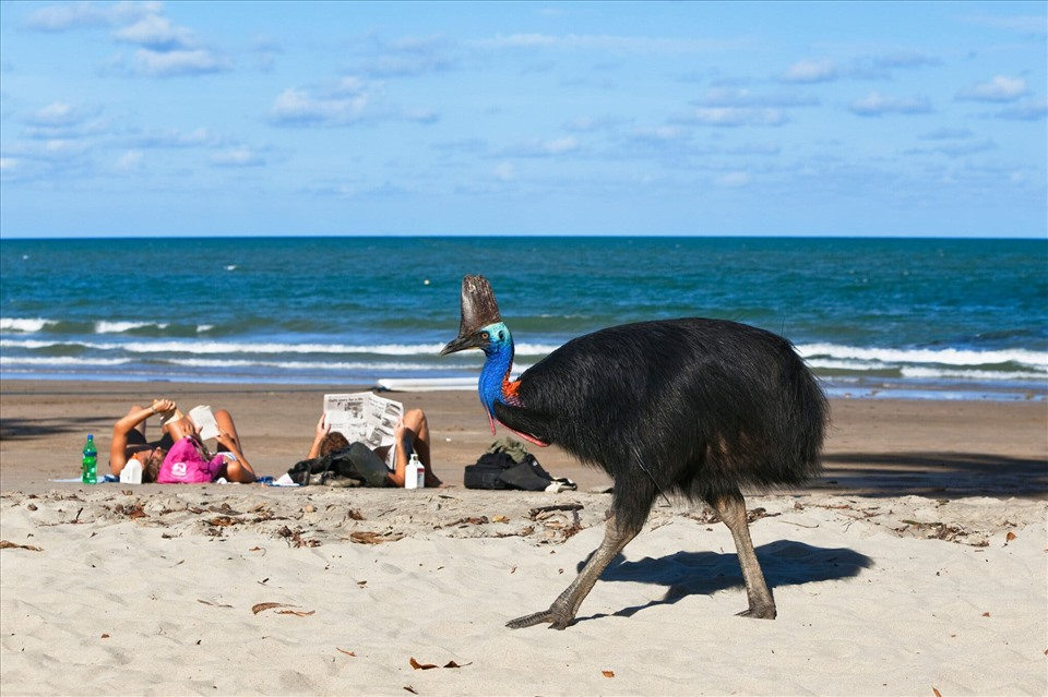1. Cassowary: Loài chim hung hãn này sống ở Australia và New Guinea, nổi tiếng với khả năng tấn công mạnh mẽ bằng những nhát chém từ các móng chân sắc nhọn như dao găm. Có khả năng di chuyển với tốc độ lên tới 50 km/h và đã gây tử vong cho con người trong các vụ tấn công.