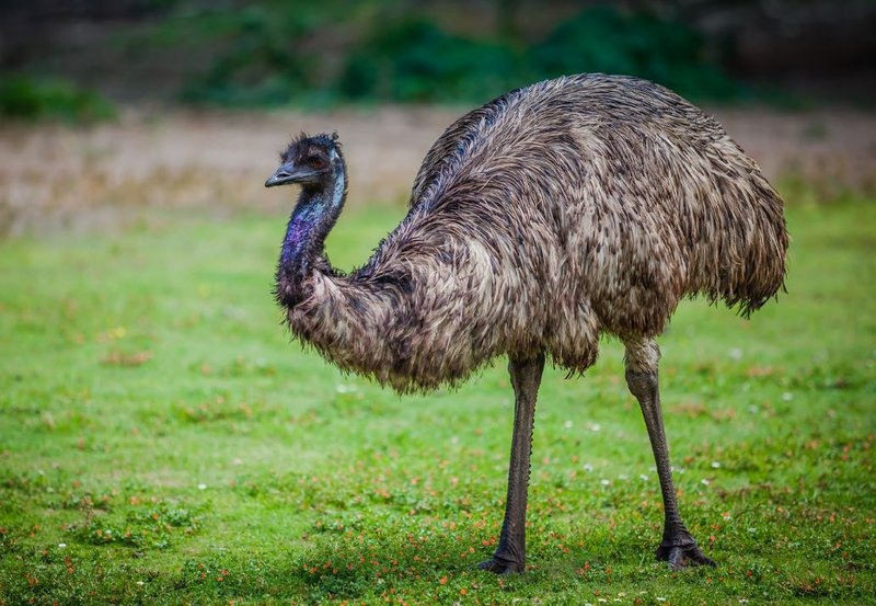 3. Emu: Có hình dáng mập mạp và chân dài giống với Cassowary, Emu cũng có khả năng chạy nhanh và tấn công bằng cách đá kẻ thù. Móng vuốt sắc nhọn của chúng có thể gây nguy hiểm.