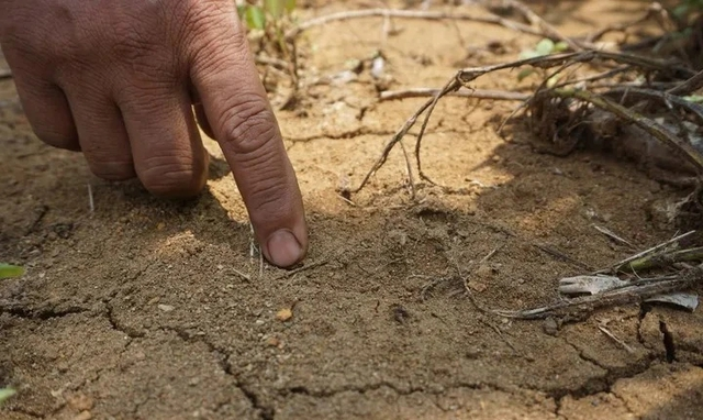 Hổ Java có kích thước nhỏ hơn so với các phân loại hổ khác, với chiều dài cơ thể chỉ 155 cm và chiều cao vai khoảng 80 cm.