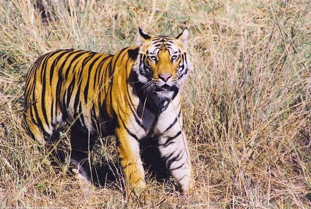 Hổ Java, từng là chúa tể của đảo Java, giảm số lượng đáng kể do sự mở rộng của con người và suy thoái môi trường.