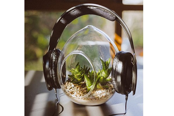 3. Các bông hoa sẽ nở nhanh hơn nếu được đặt ở nơi có nhạc đệm.