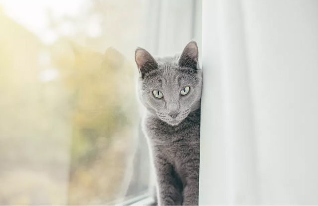 7. Không chỉ con người mới dị ứng với mèo mà một số cá thể mèo cũng bị dị ứng với chúng ta.