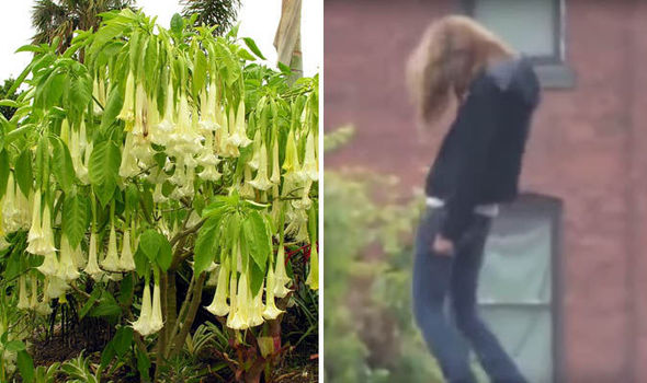 "Hơi thở của quỷ" là một loại độc dược được chiết xuất từ cây hoa Borrachero, gây tê liệt lý trí và thường được sử dụng để thôi miên và trộm cướp tài sản.