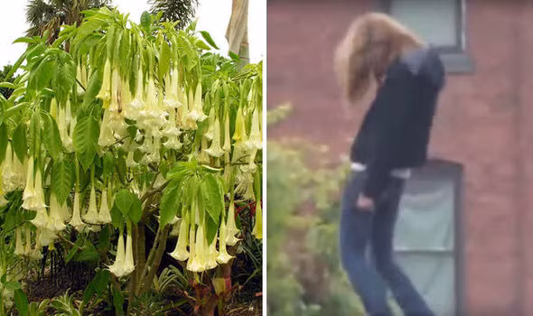 "Hơi thở của quỷ" là một loại độc dược được chiết xuất từ cây hoa Borrachero, gây tê liệt lý trí và thường được sử dụng để thôi miên và trộm cướp tài sản.