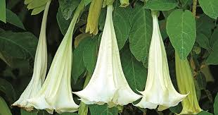 Trước đây, scopolamine còn được sử dụng trong các cuộc thẩm vấn điều tra và đã được gọi là "thiên sứ tử thần" vì tác động cực mạnh của nó đến hệ thần kinh trung ương.