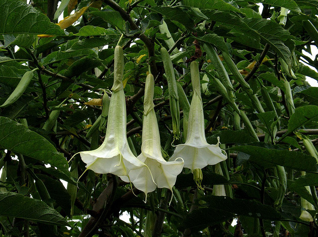 Nhiều tội phạm trên thế giới đã bị bắt vì sử dụng scopolamine, một loại độc dược cực mạnh có nguồn gốc từ Colombia, để thực hiện hàng loạt vụ cướp tại Paris.