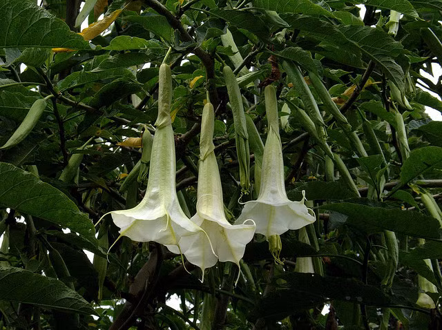 Nhiều tội phạm trên thế giới đã bị bắt vì sử dụng scopolamine, một loại độc dược cực mạnh có nguồn gốc từ Colombia, để thực hiện hàng loạt vụ cướp tại Paris.