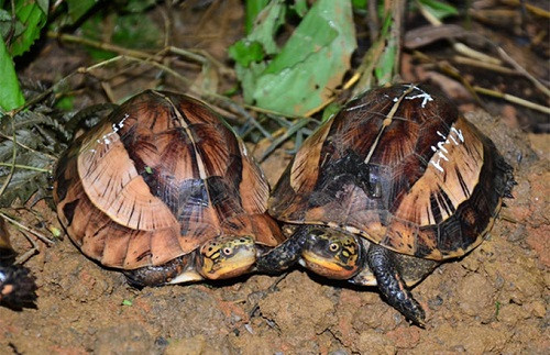 3. Rùa hộp trán vàng miền Bắc (Cuora galbinifrons): Chúng nằm trong danh sách 50 loài nguy cấp nhất thế giới. Theo Sinh vật rừng Việt Nam, loài này phân bố ở miền Bắc từ Huế trở ra. Mai rùa gồ cao với các vệt màu đen, phần xung quanh thường sáng hơn ở giữa, yếm có màu đen.