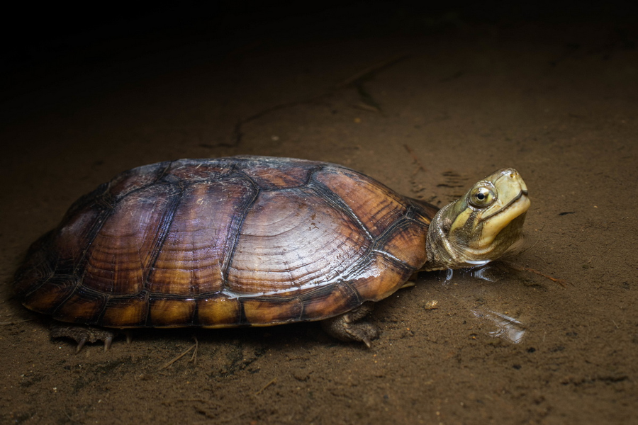 7. Rùa câm (Mauremys mutica): Loài rùa này phân bố chủ yếu ở miền Bắc Việt Nam, hiện tại đã gần như tuyệt chủng trong điều kiện tự nhiên. Chúng có mai màu nâu hoặc nâu gụ, đầu màu nâu xám, hai bên má màu vàng nhạt, trên đầu có hai sọc màu vàng nhạt, yếm màu vàng có các tấm đen ở mỗi tấm yếm.