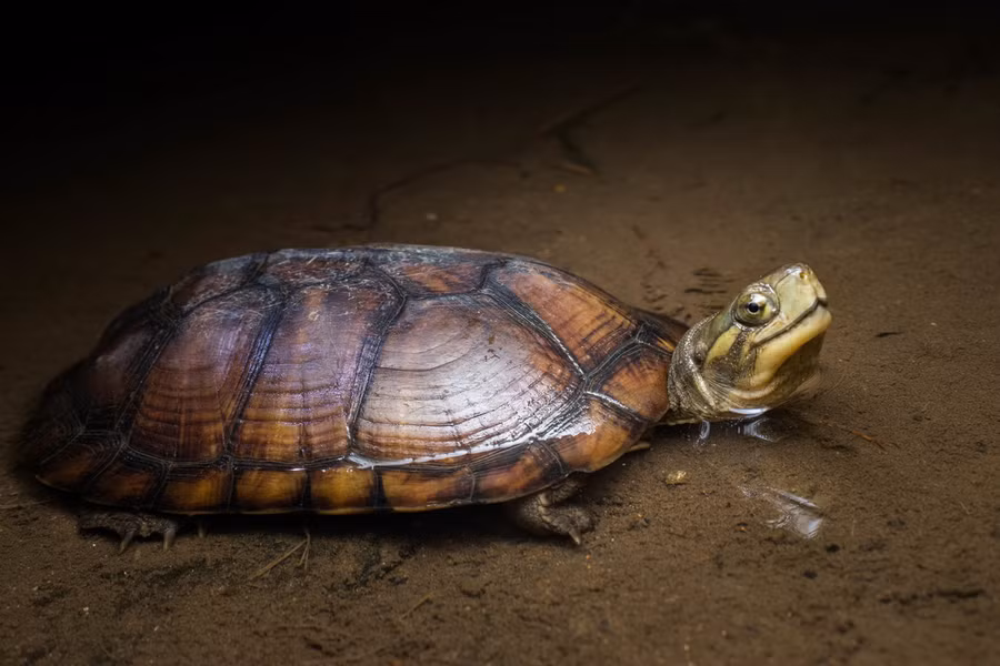 7. Rùa câm (Mauremys mutica): Loài rùa này phân bố chủ yếu ở miền Bắc Việt Nam, hiện tại đã gần như tuyệt chủng trong điều kiện tự nhiên. Chúng có mai màu nâu hoặc nâu gụ, đầu màu nâu xám, hai bên má màu vàng nhạt, trên đầu có hai sọc màu vàng nhạt, yếm màu vàng có các tấm đen ở mỗi tấm yếm.