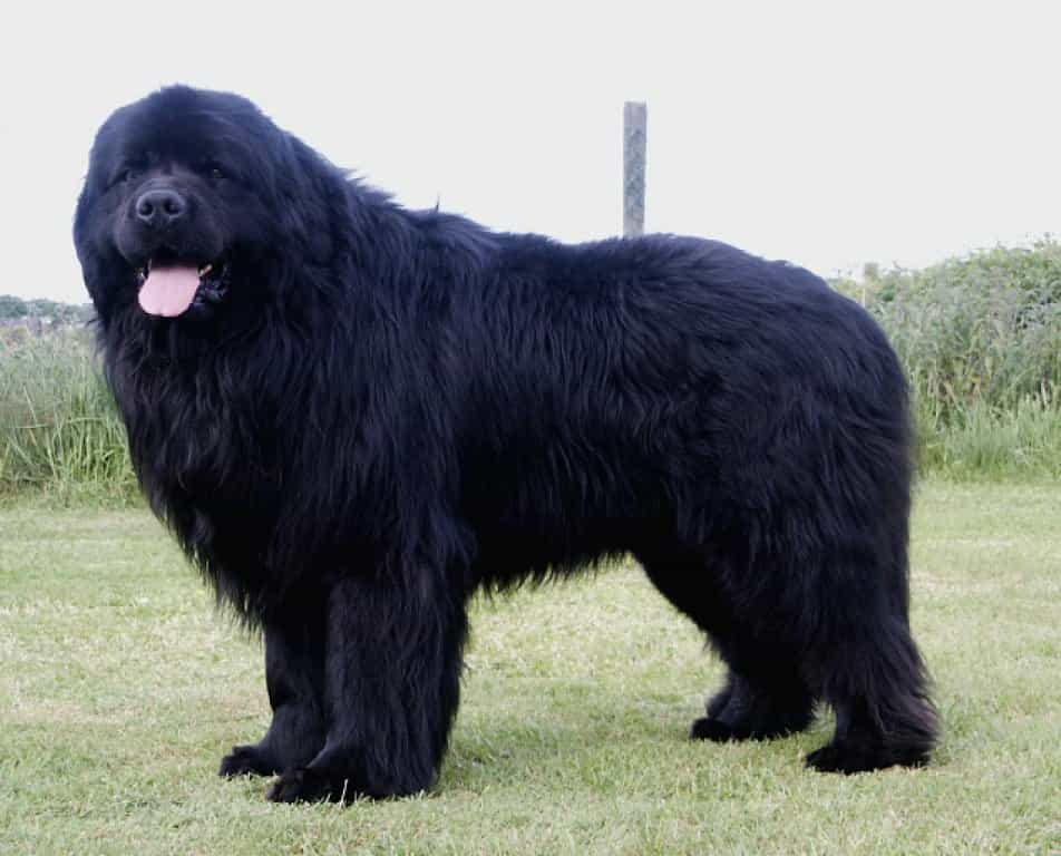Giống chó Newfoundland (Newfoundland Dog) hay còn được gọi là chó Newfie, được biết đến là giống chó to lớn, có thân hình khá đồ sộ.