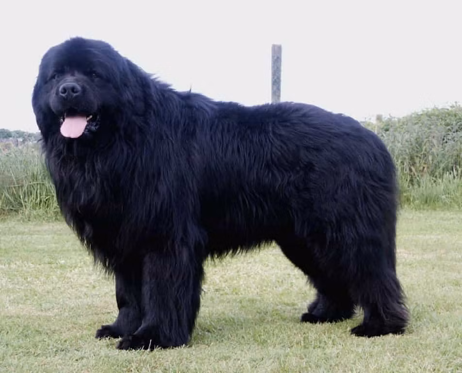 Giống chó Newfoundland (Newfoundland Dog) hay còn được gọi là chó Newfie, được biết đến là giống chó to lớn, có thân hình khá đồ sộ.